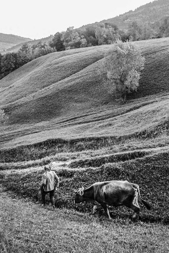 Karel Cudlín: Na pastvě, 1997